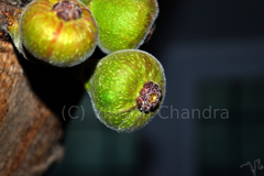 Ficus hispida